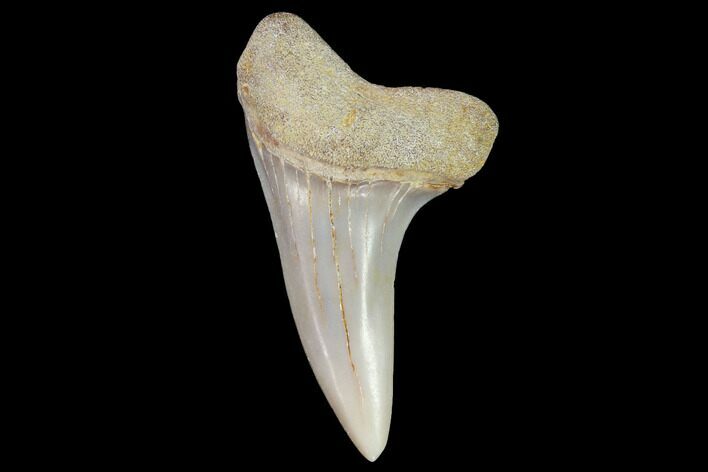 Mako Shark Tooth Fossil - Sharktooth Hill, CA #94714